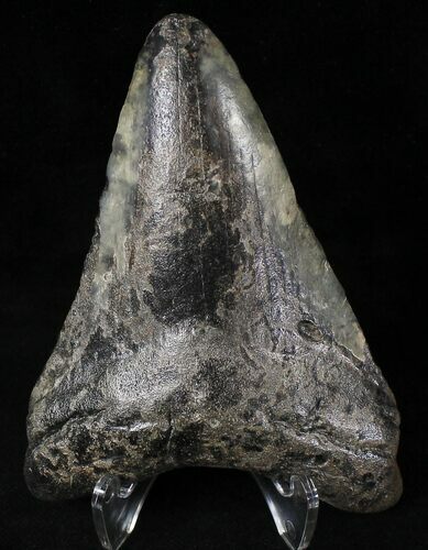 Bargain Megalodon Tooth - South Carolina #20791